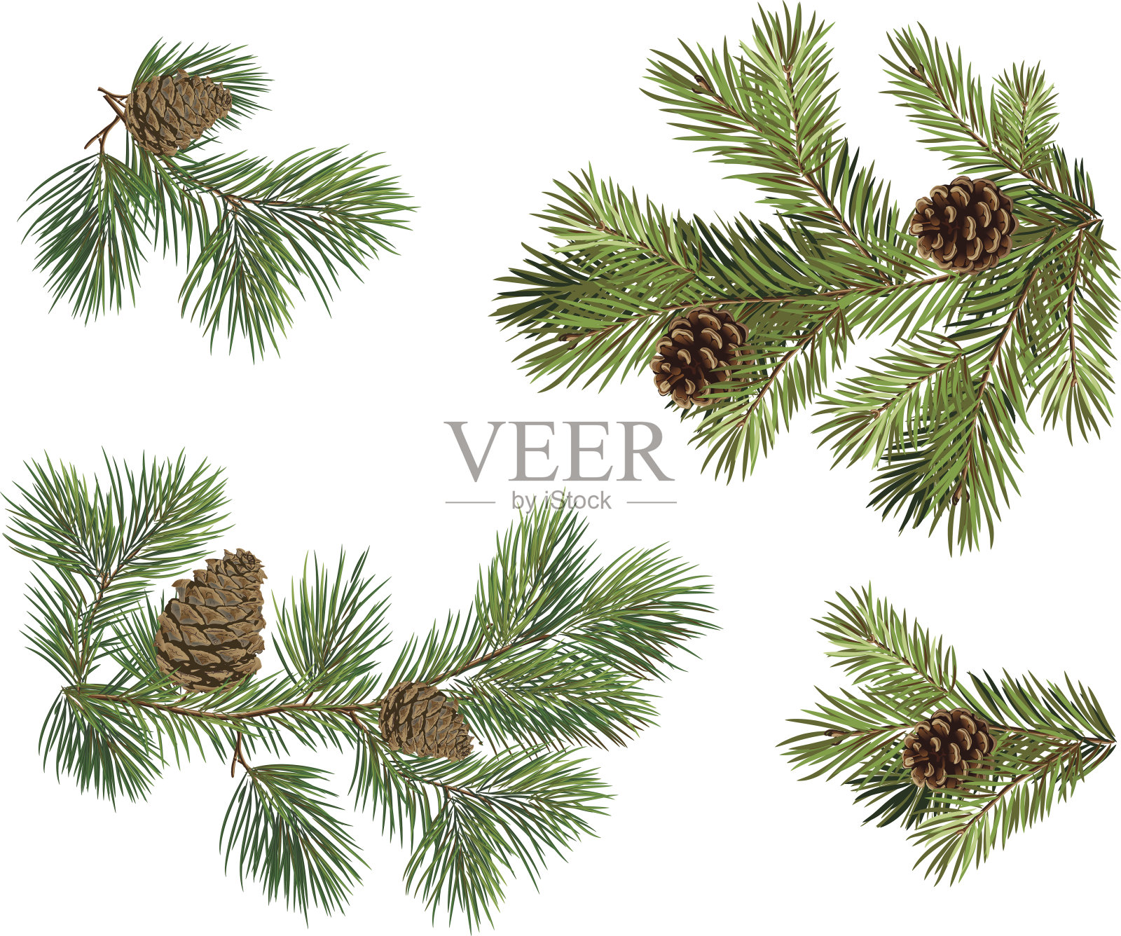 带松果的圣诞树树枝的向量收集插画图片素材