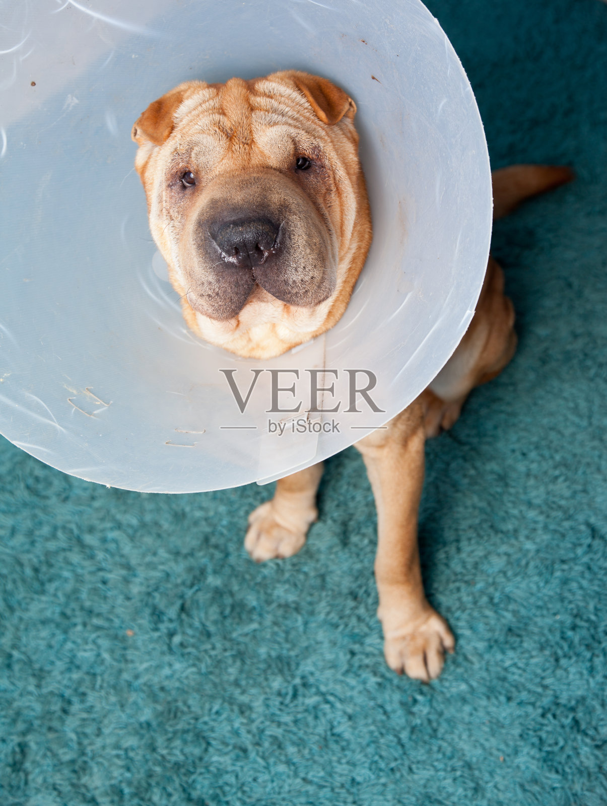 沙皮狗戴着兽医保护项圈照片摄影图片