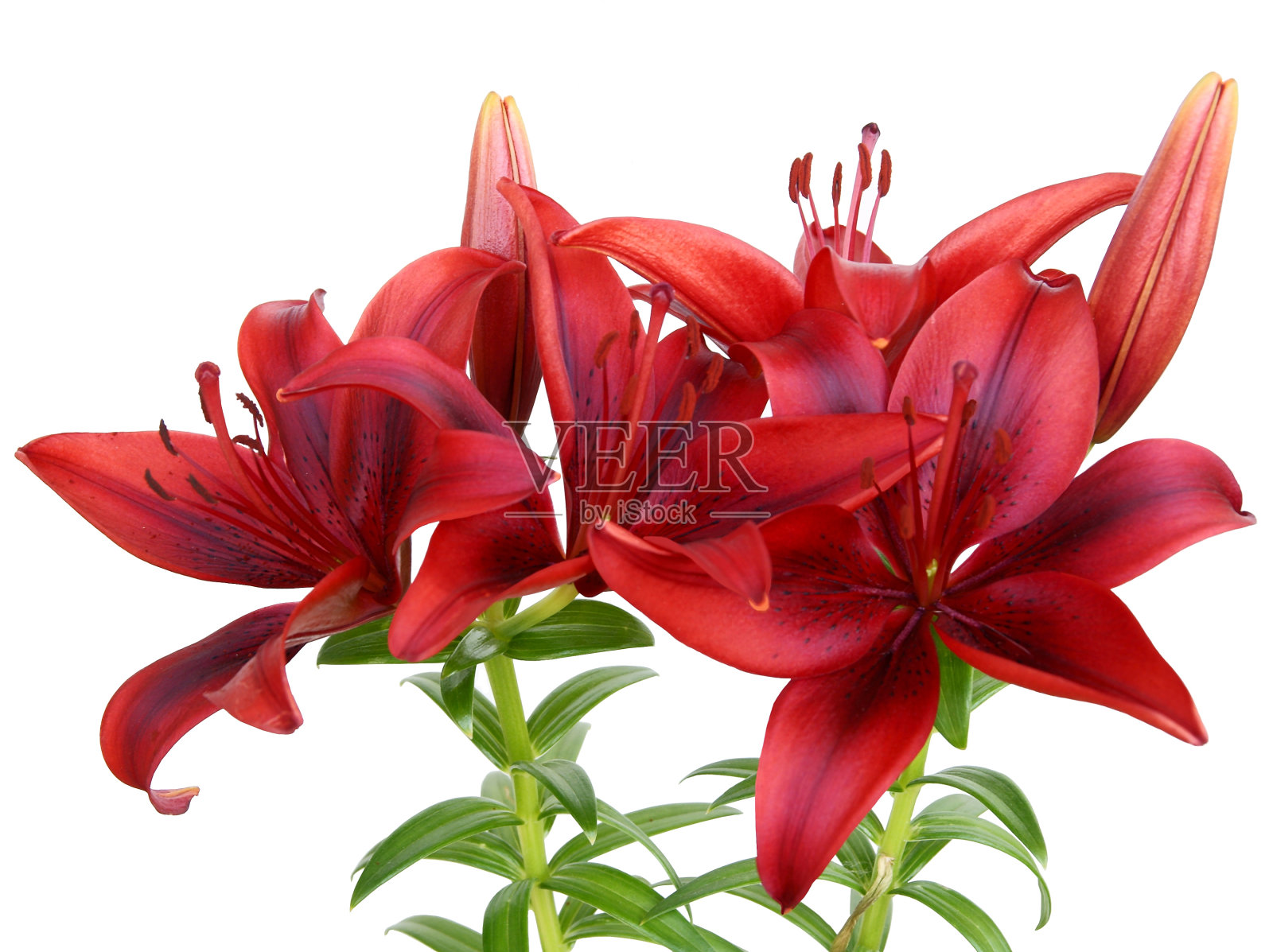 血红色的百合花照片摄影图片