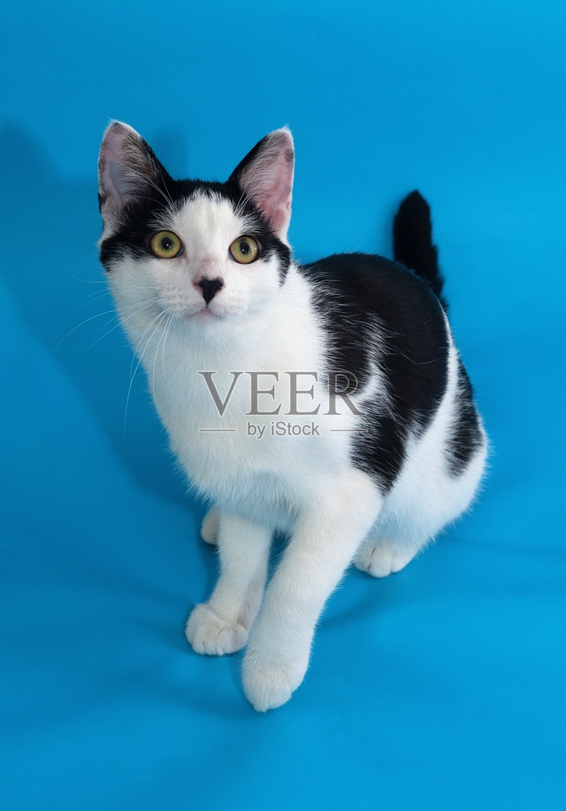 带着黑点的白猫坐在蓝色的背上照片摄影图片