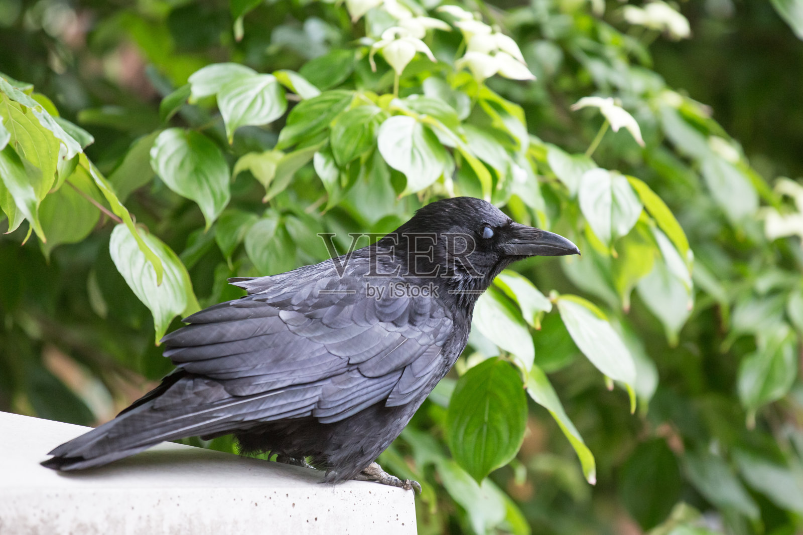 乌鸦照片摄影图片