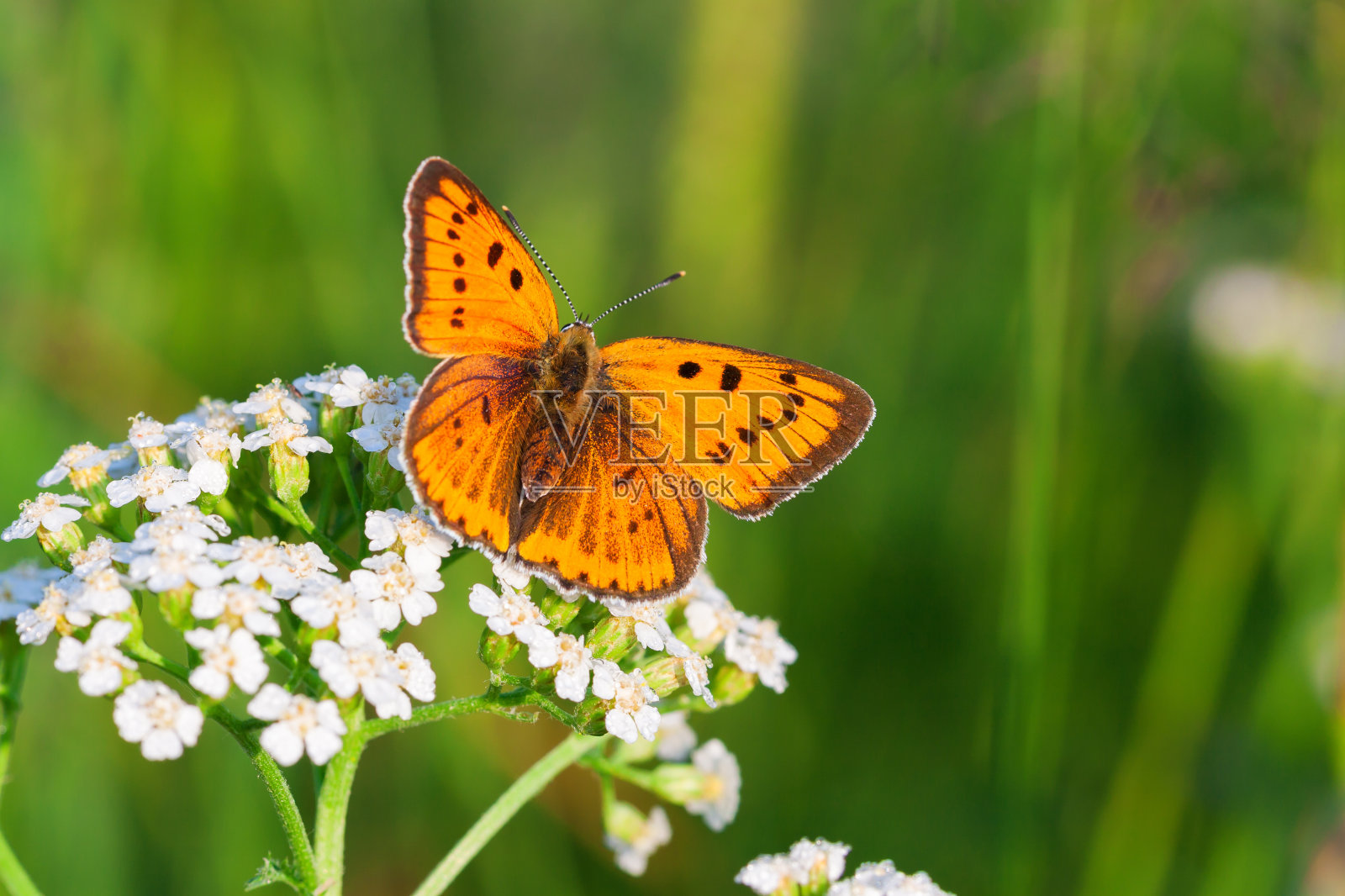 蝴蝶坐在白花上照片摄影图片
