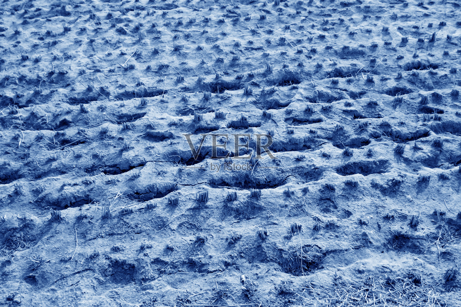 冬天的稻田照片摄影图片