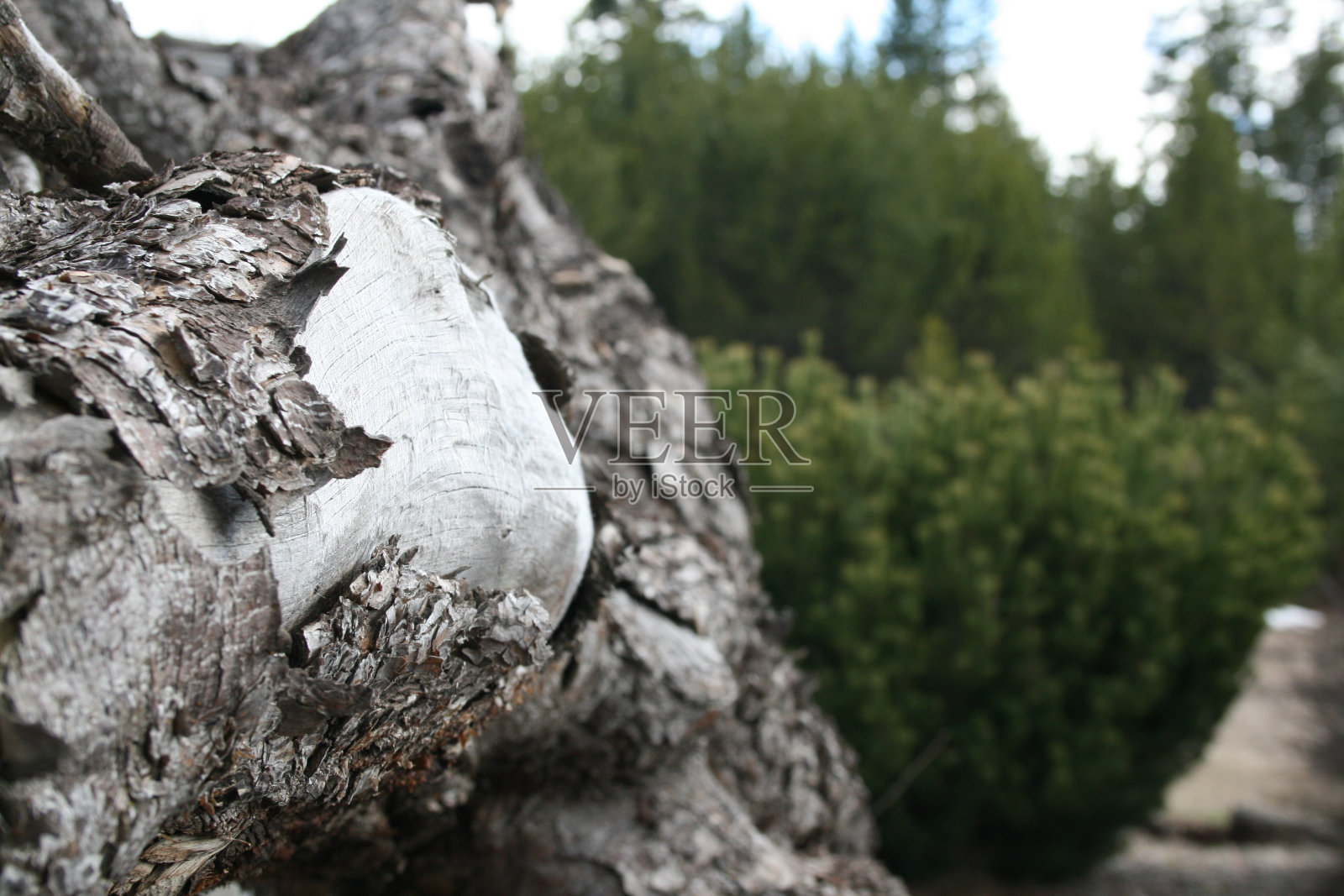 结在日志照片摄影图片