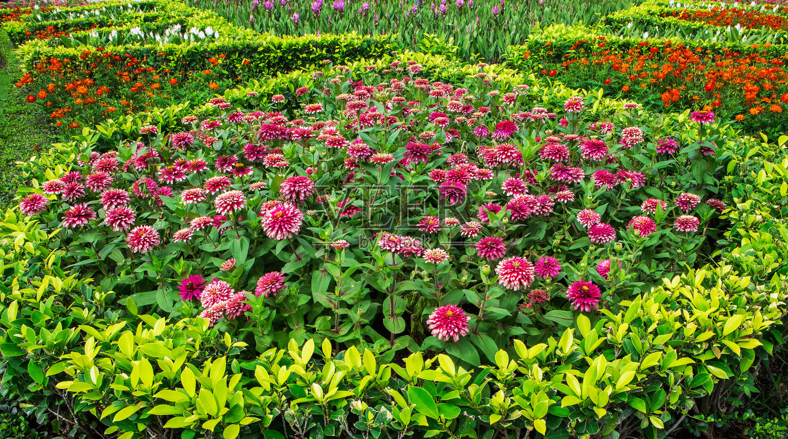 花园里五颜六色的花。照片摄影图片