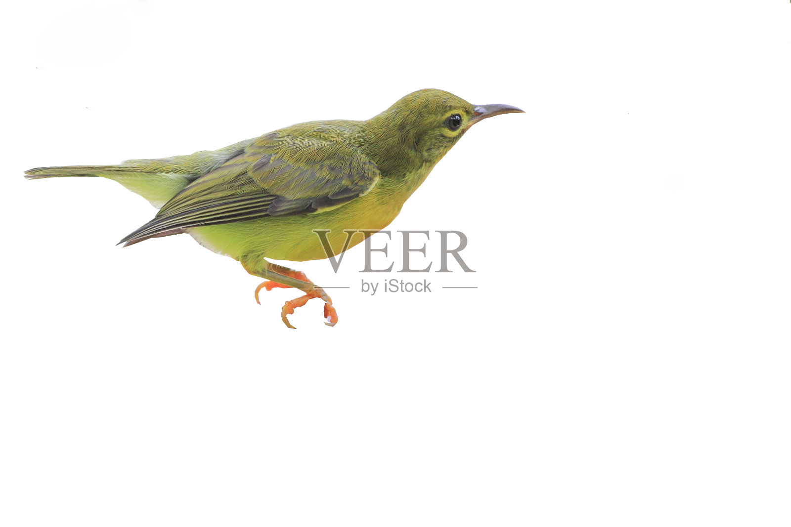 鸟照片摄影图片