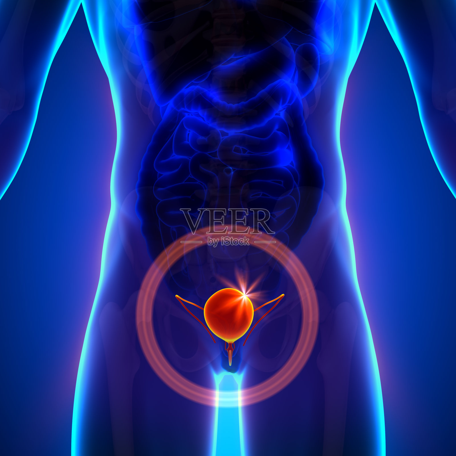 膀胱。男性人体器官解剖。x光透视照片摄影图片