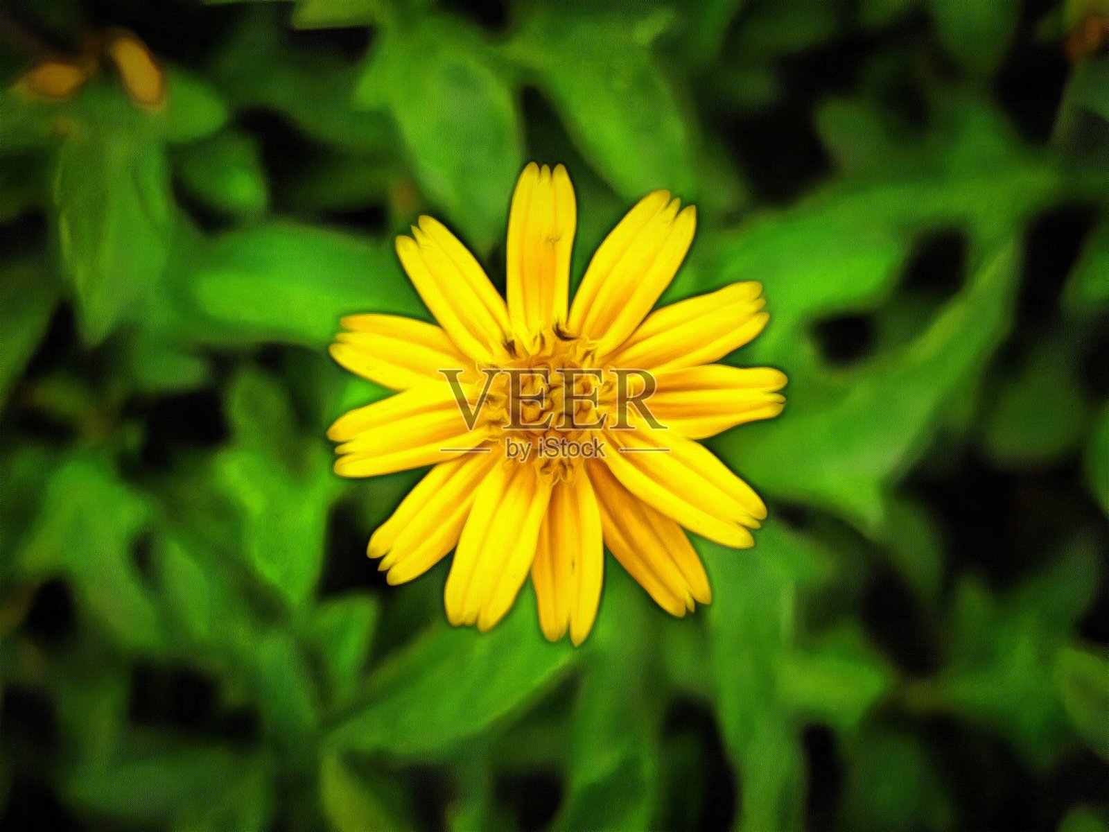 黄花原画水彩画照片摄影图片