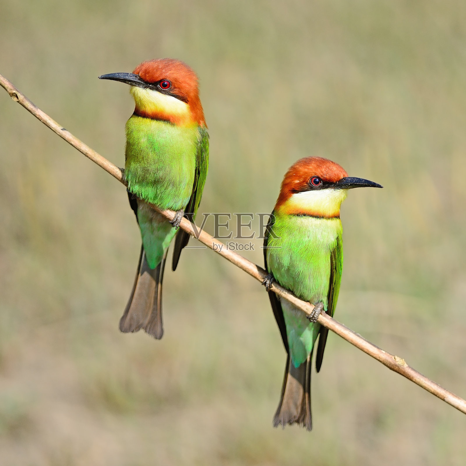 Chestnut-headed食蜂鸟照片摄影图片