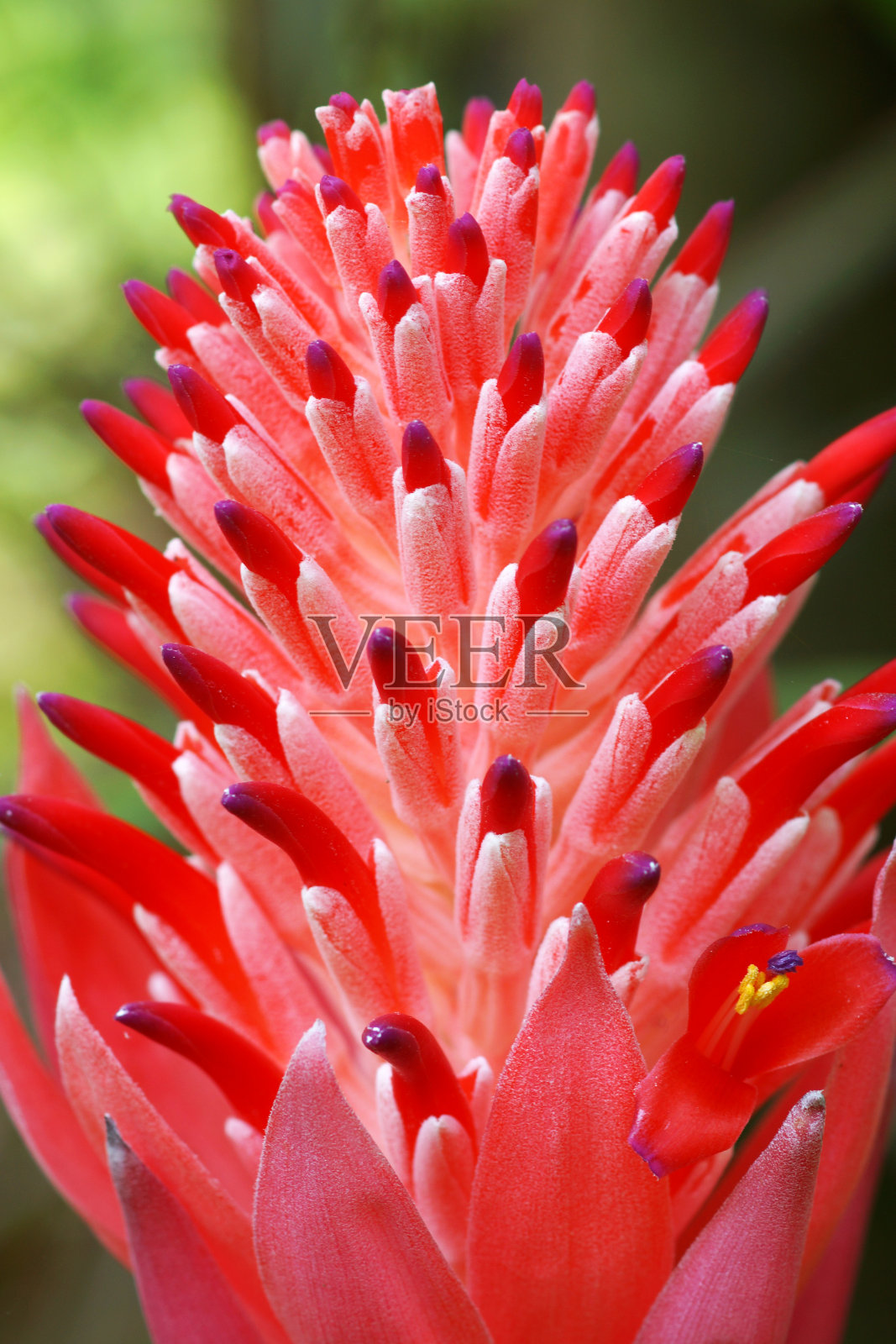 近距离的红色菠萝花