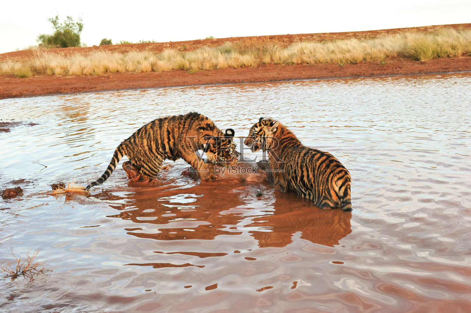 两只老虎在水中捕捉猎物照片摄影图片