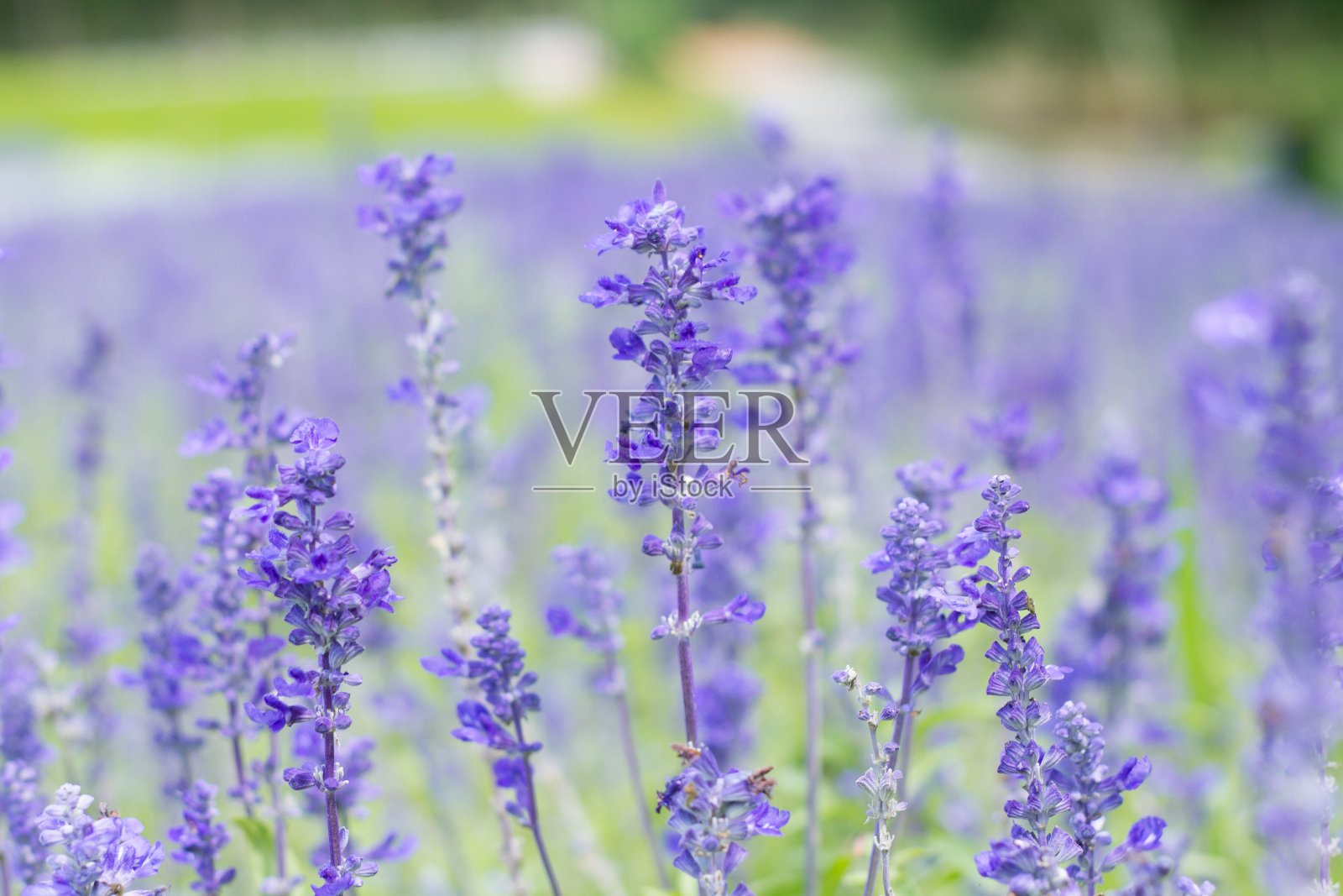 薰衣草花照片摄影图片