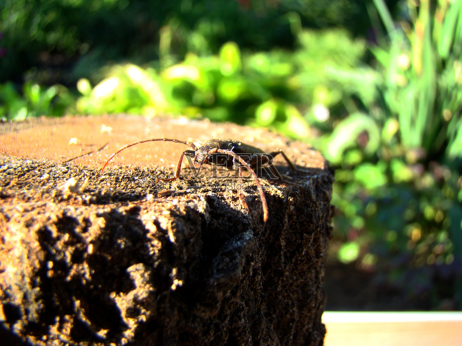 沙谢尔照片摄影图片
