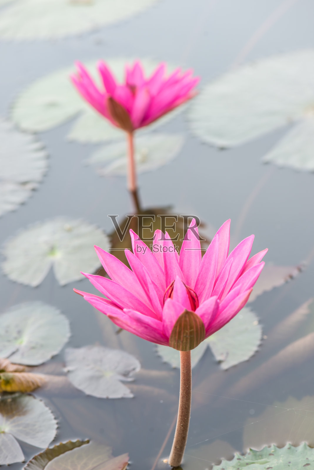 近看粉红睡莲盛开照片摄影图片