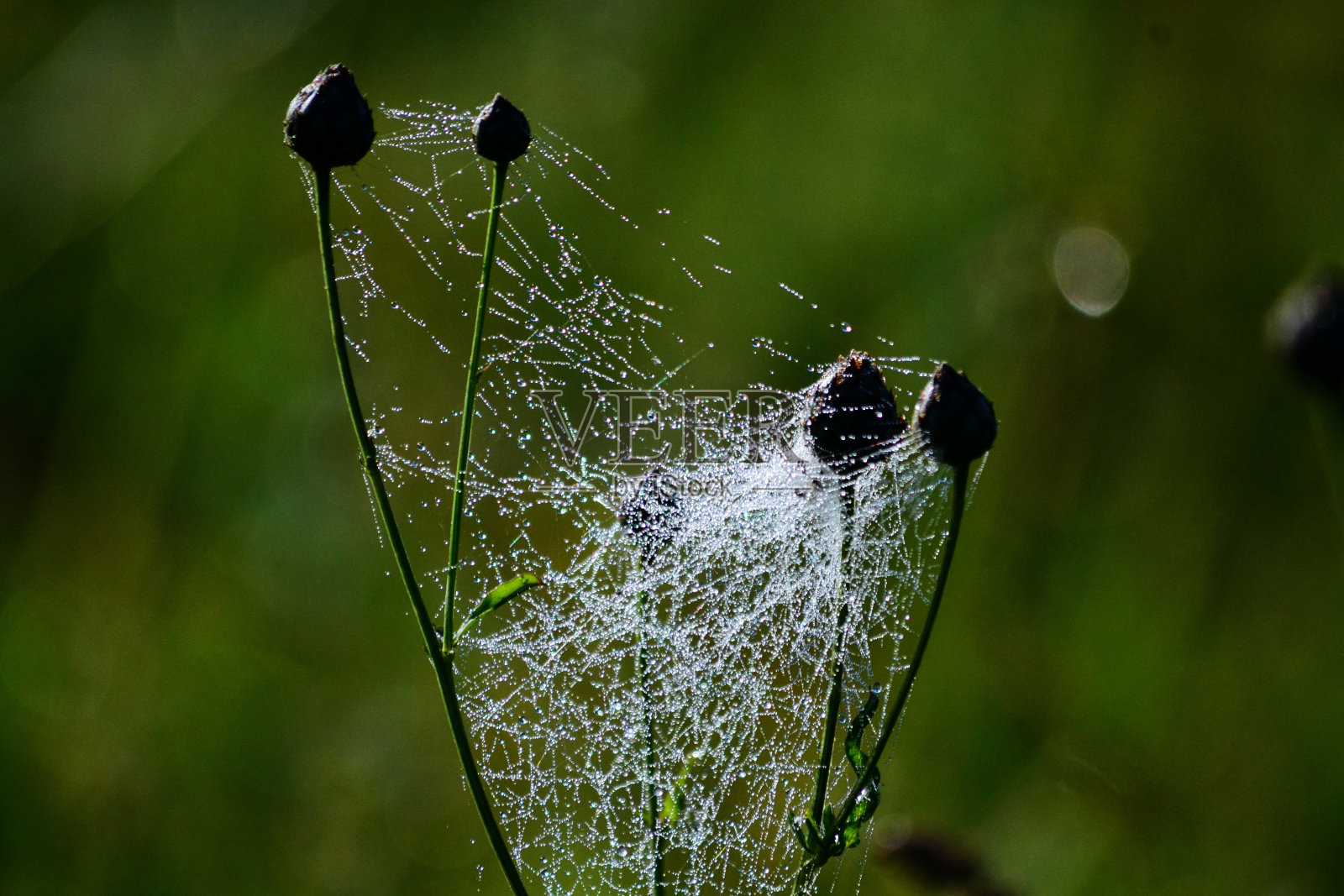 草原的夏天照片摄影图片