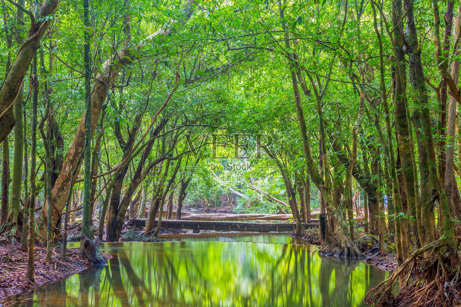 森林。丛林热带雨林摄影照片摄影图片