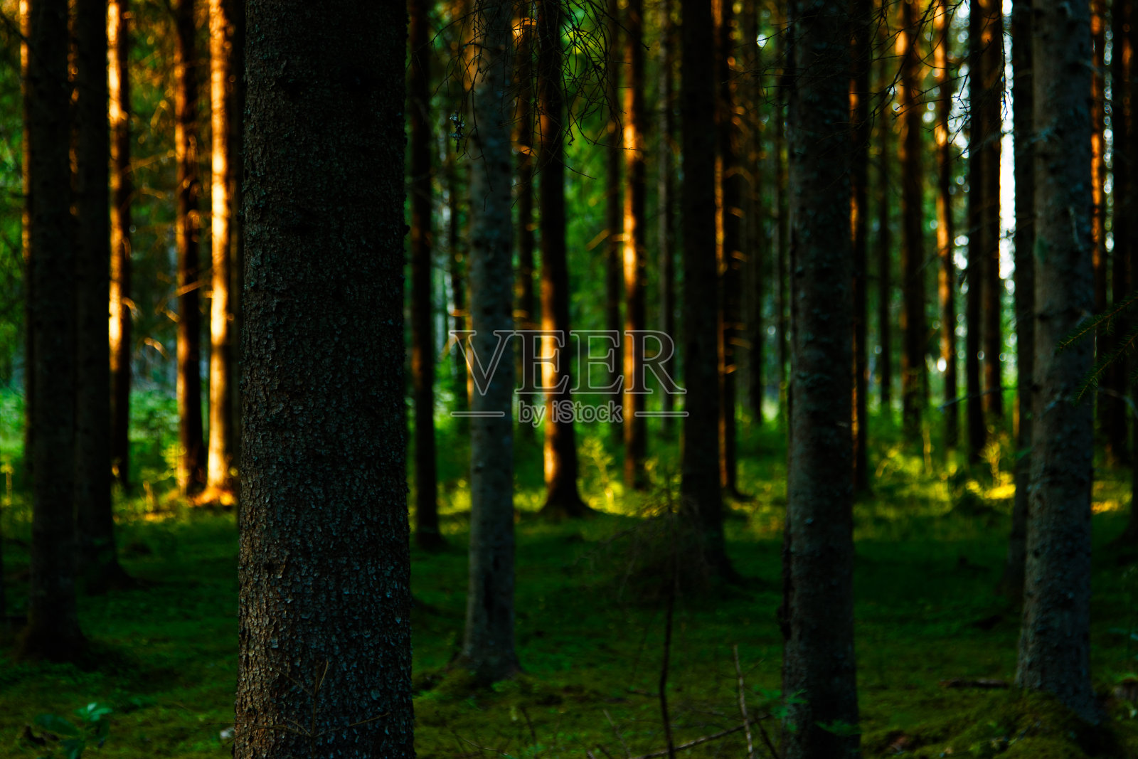 瑞典的森林照片摄影图片