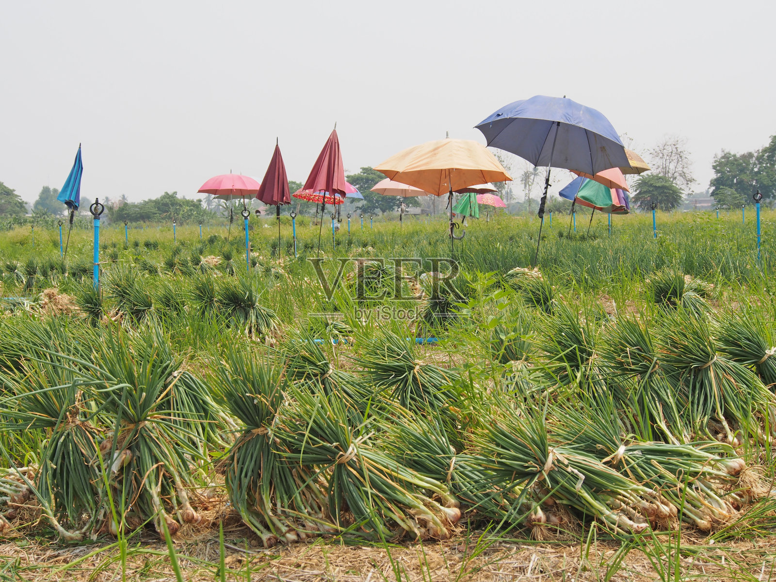 洋葱的农场照片摄影图片