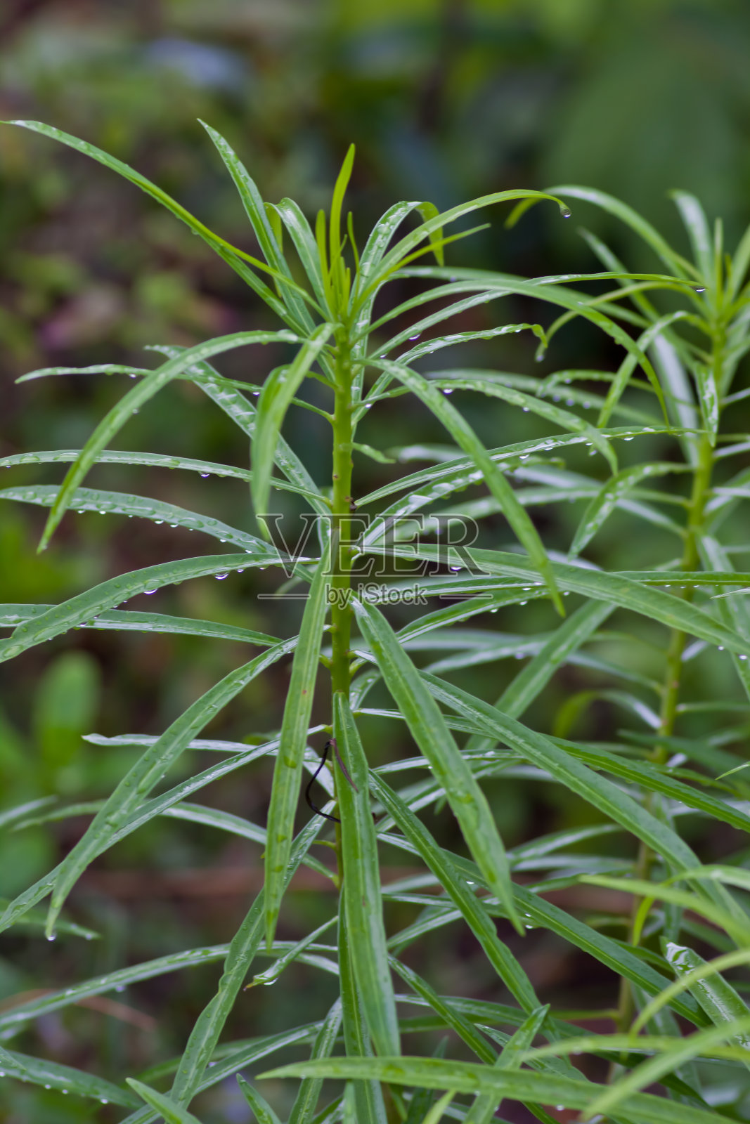 叶子上的水滴照片摄影图片