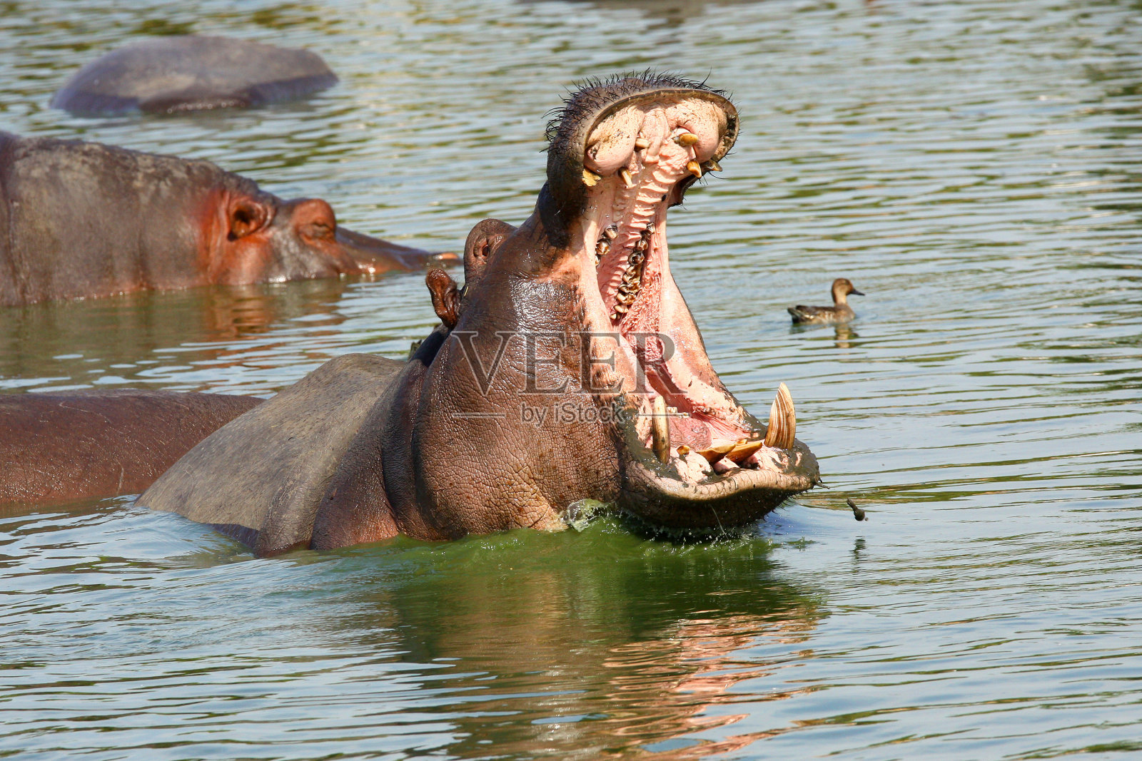 河马照片摄影图片