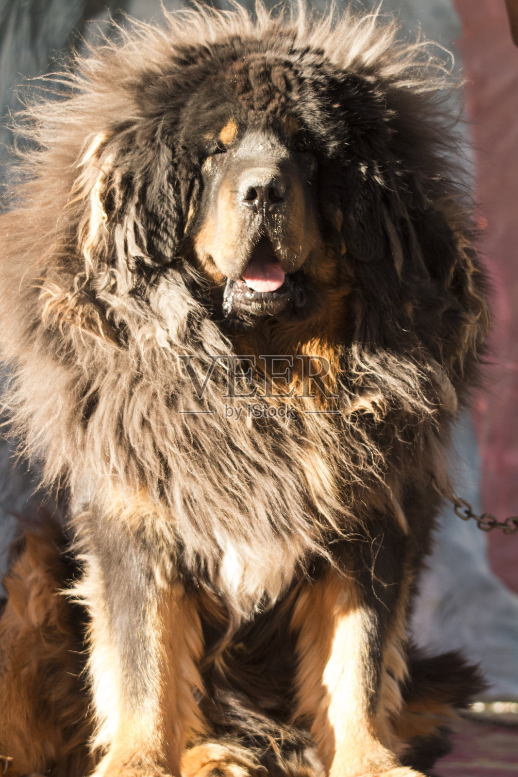 藏獒照片摄影图片