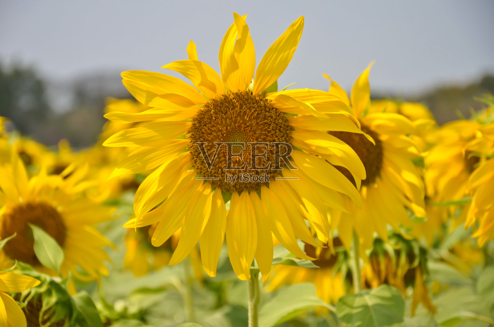 向日葵照片摄影图片