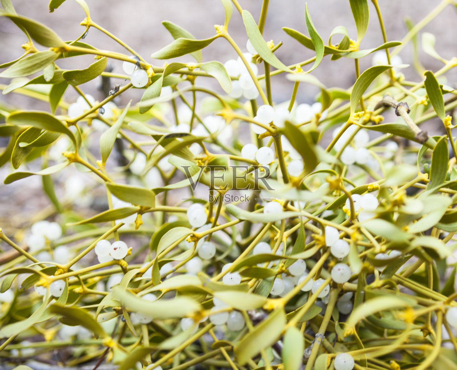 槲寄生(槲寄生专辑)照片摄影图片