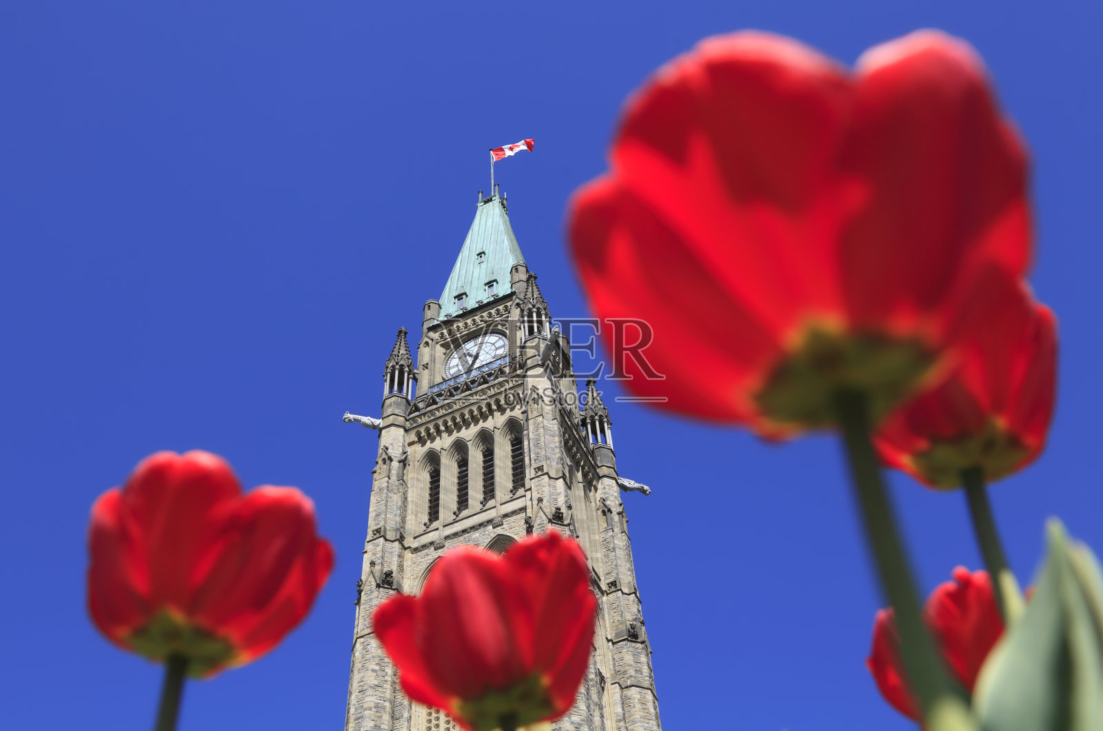加拿大议会被红色郁金香包围照片摄影图片