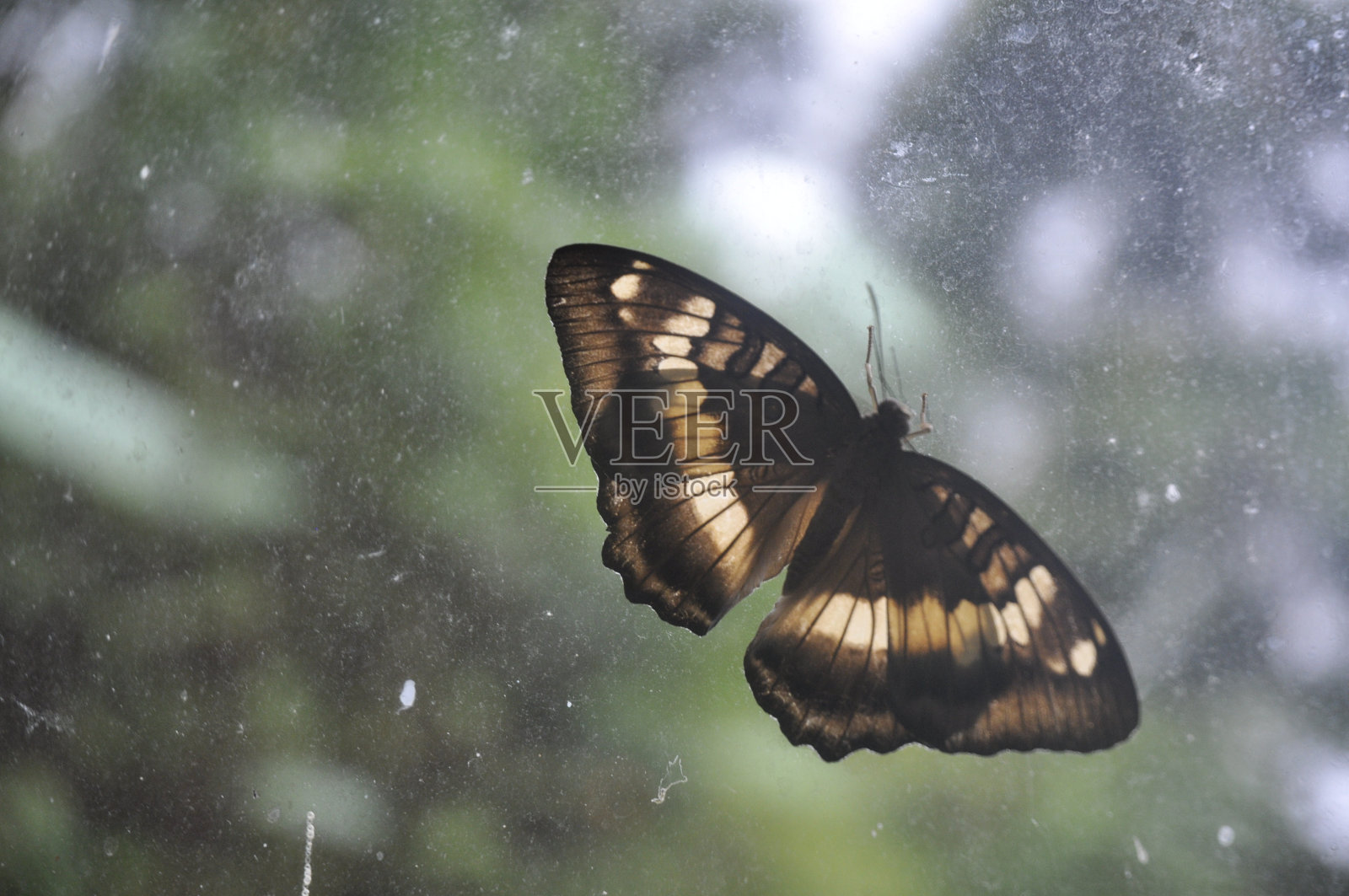 窗上巨蛾照片摄影图片