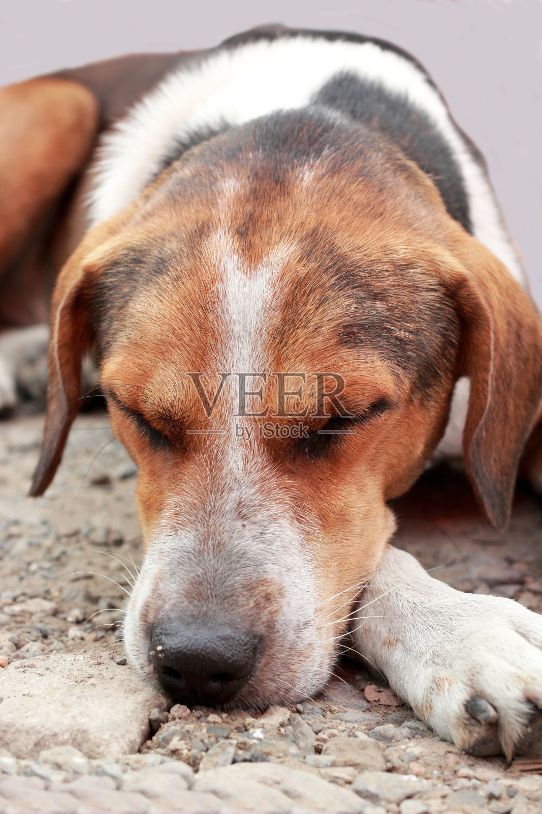 狗睡觉的特写照片摄影图片