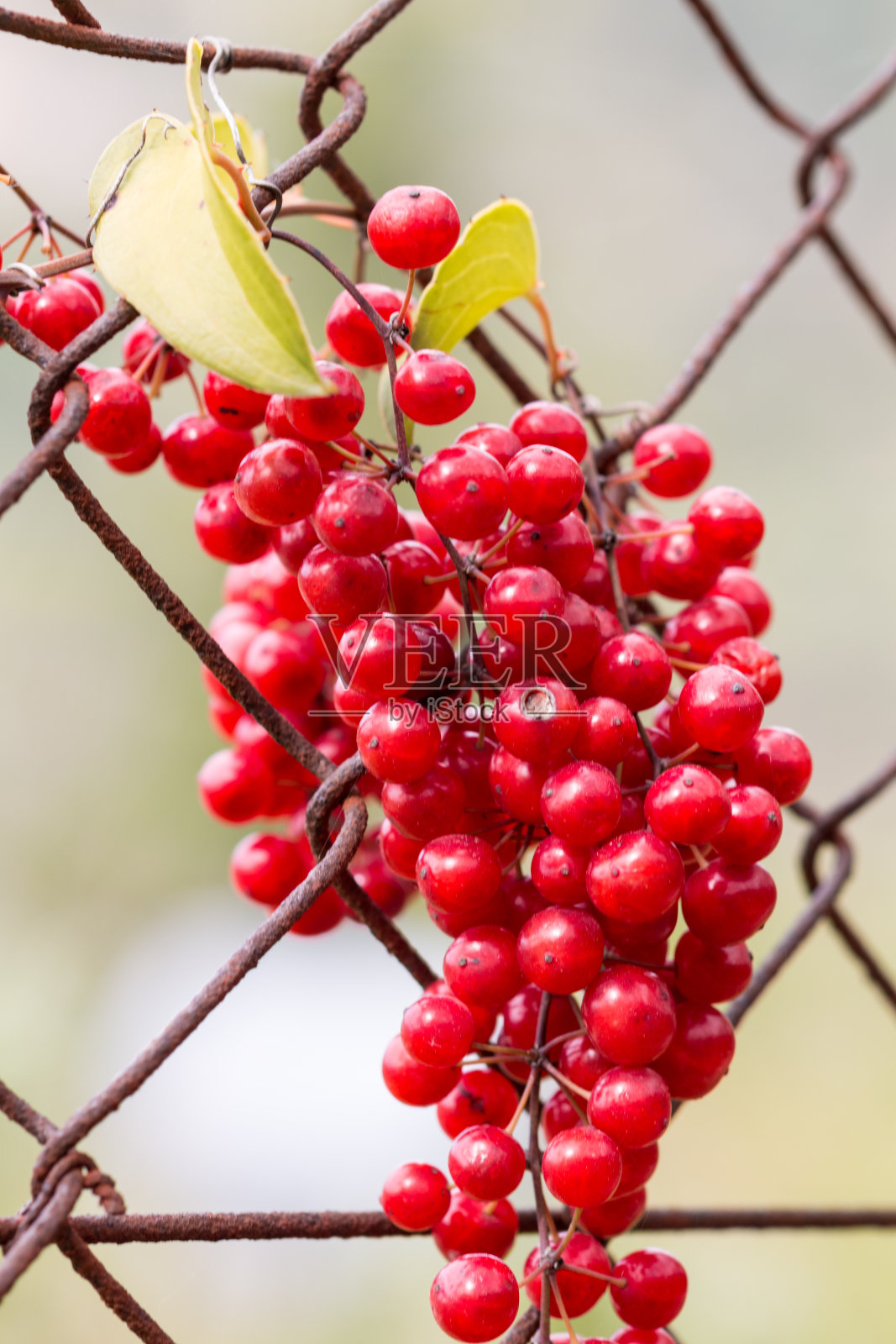 野生葡萄照片摄影图片
