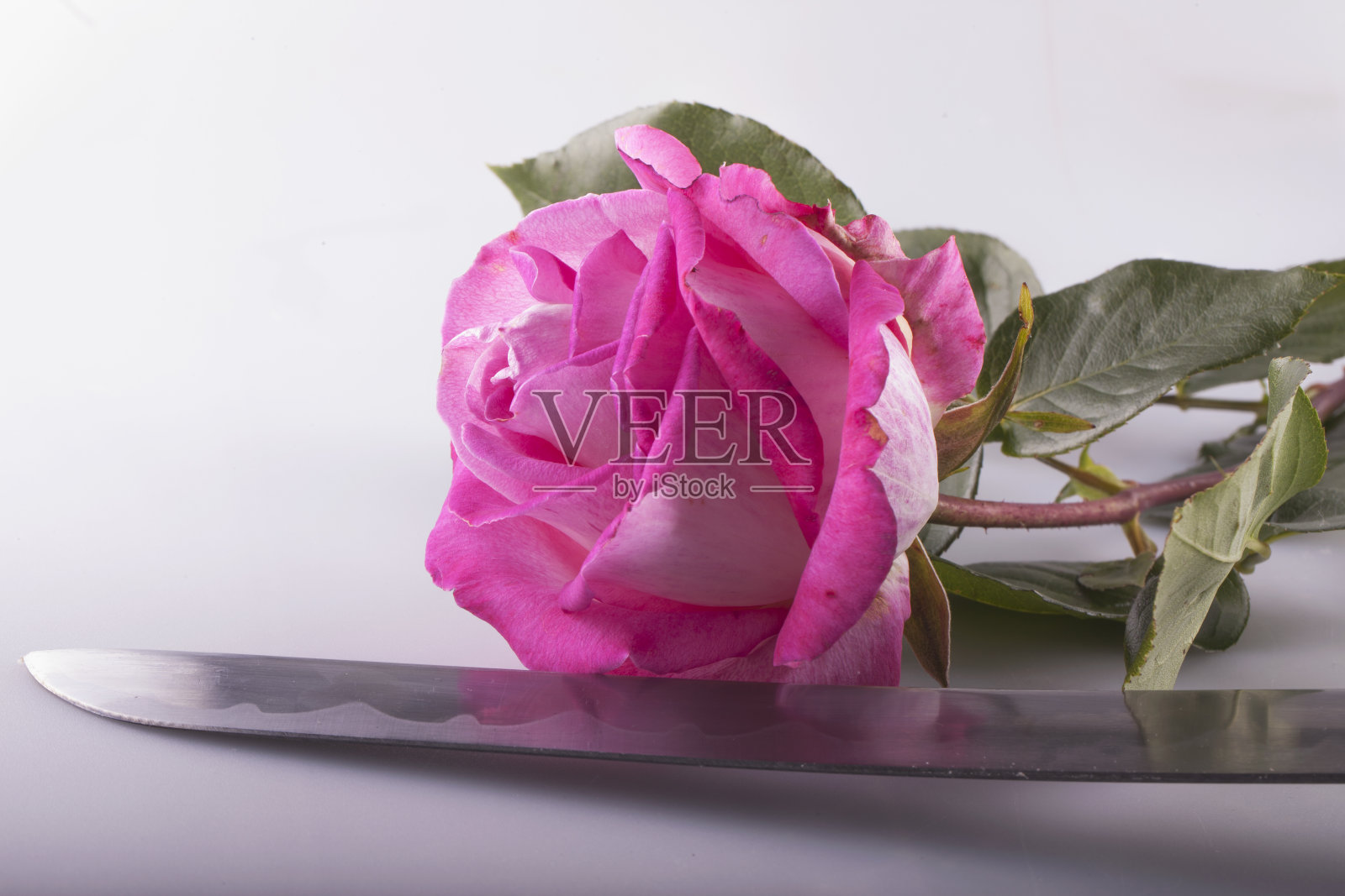 玫瑰和叶片照片摄影图片