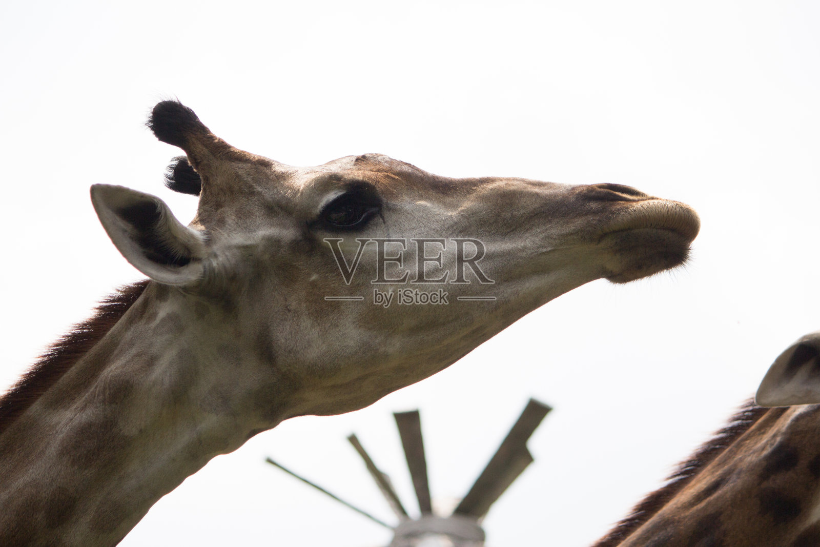 长颈鹿照片摄影图片