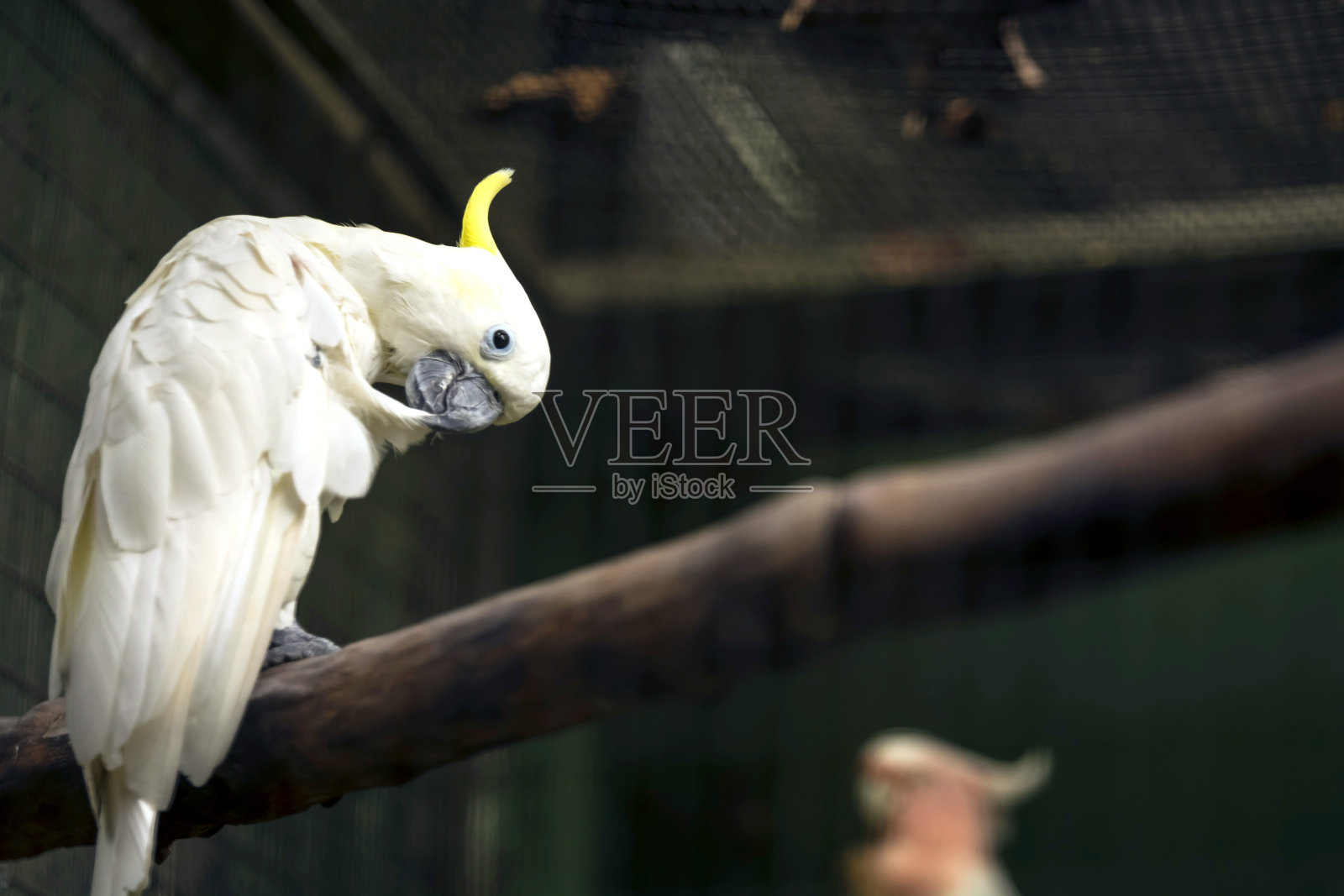 凤头鹦鹉照片摄影图片