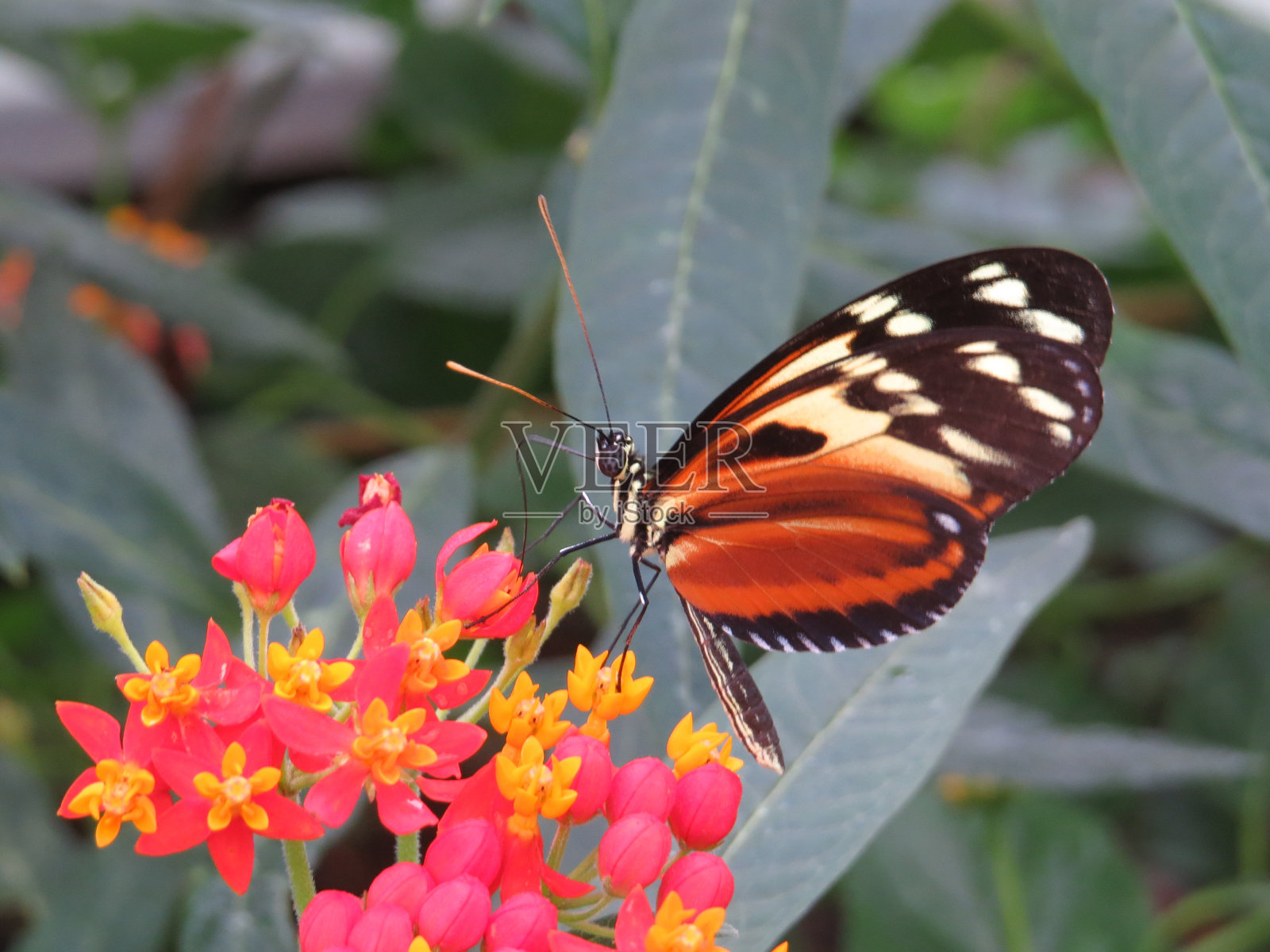 蝴蝶照片摄影图片