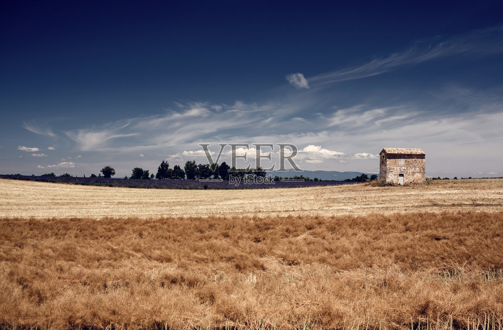 薰衣草盛开的田野照片摄影图片