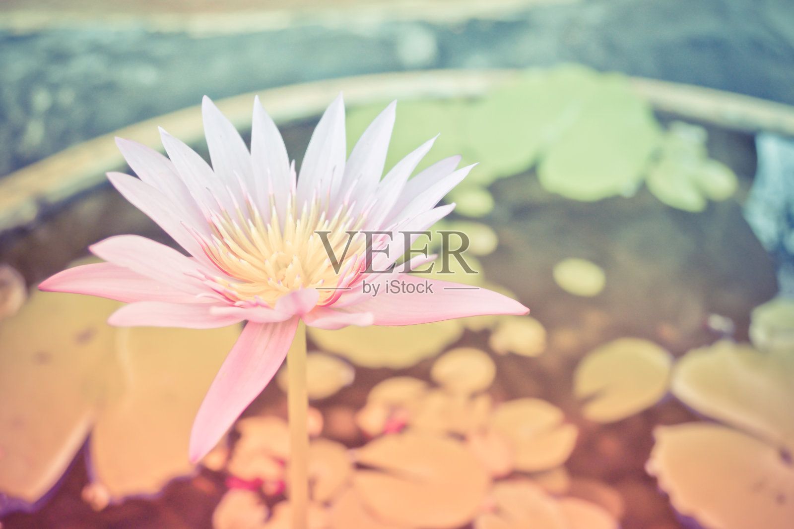 睡莲照片摄影图片