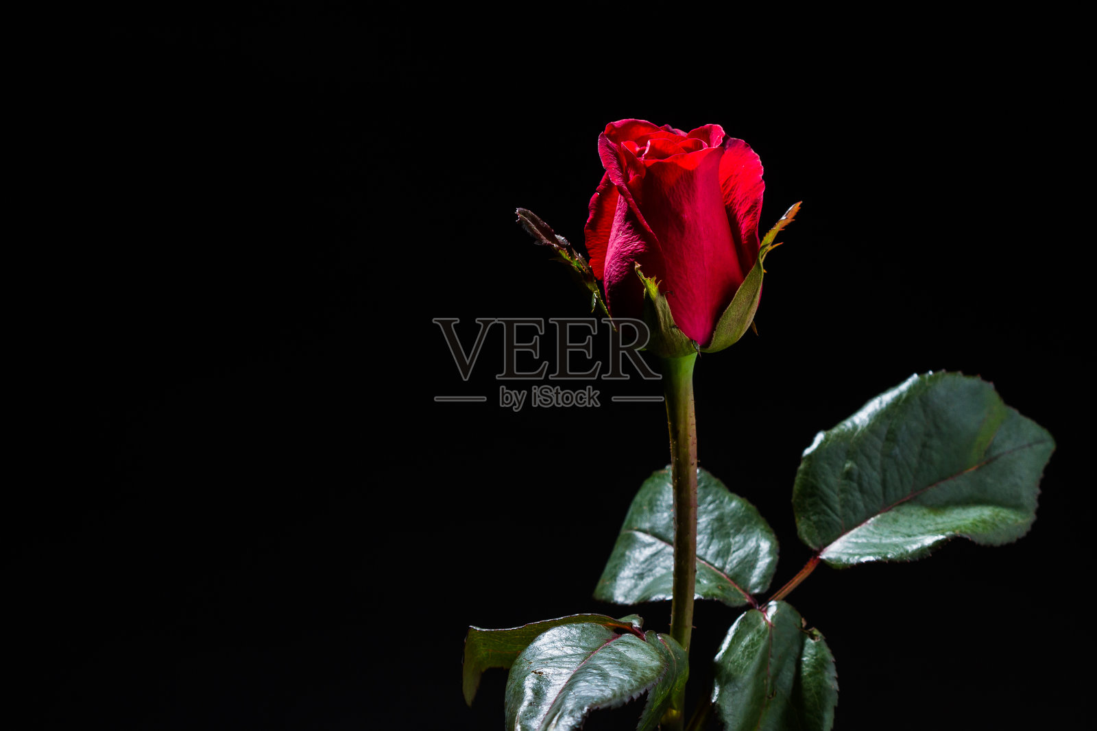 红玫瑰孤立照片摄影图片