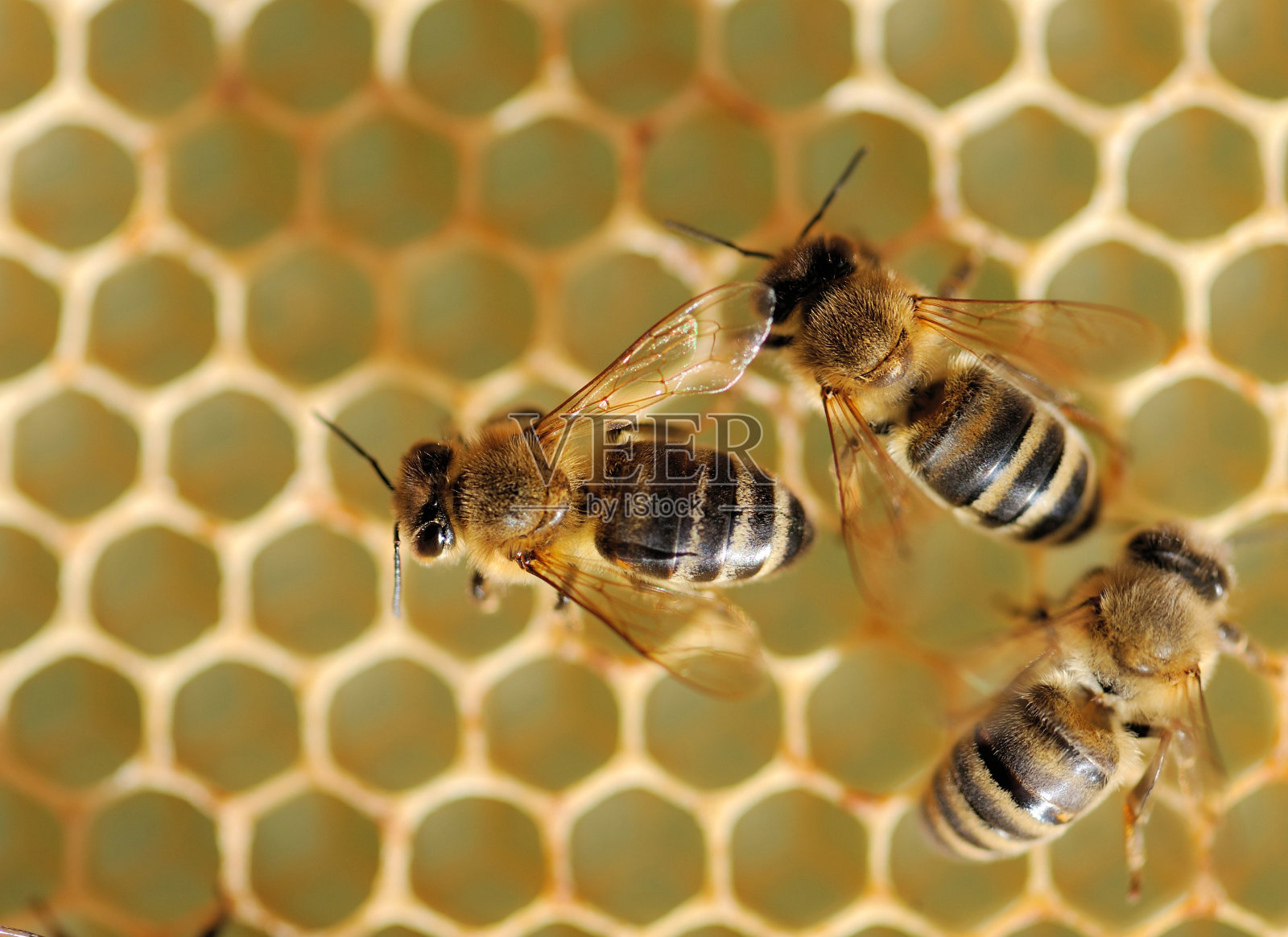 近距离观察工作蜜蜂照片摄影图片