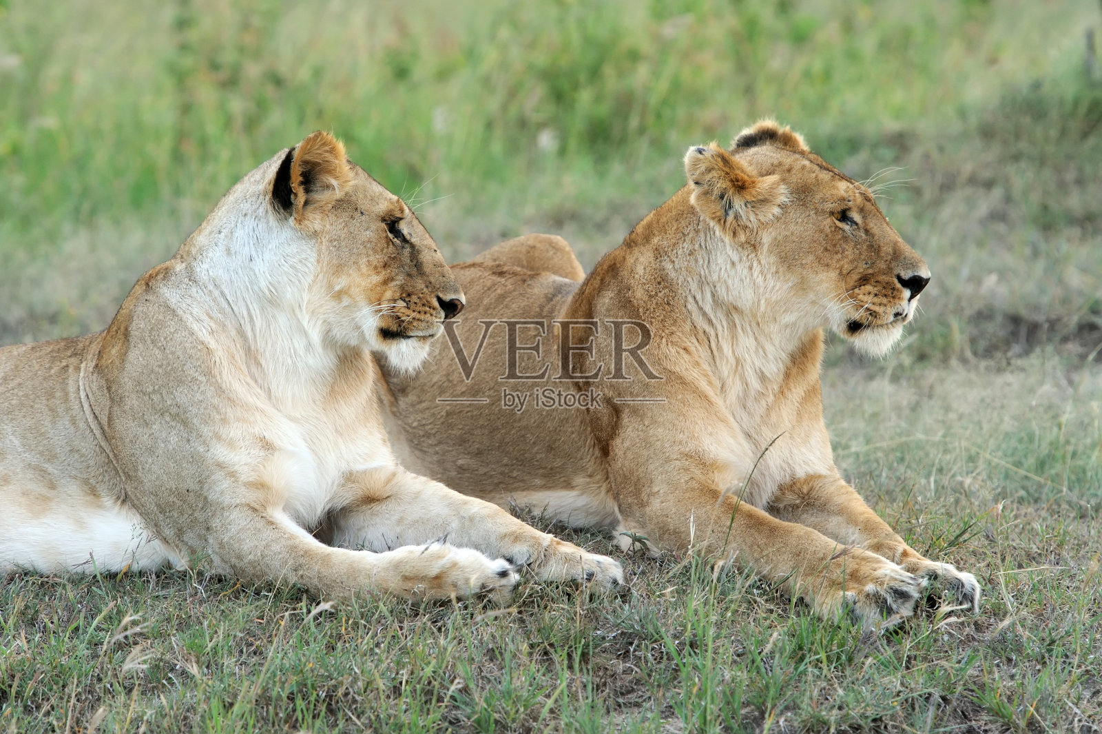 狮子照片摄影图片
