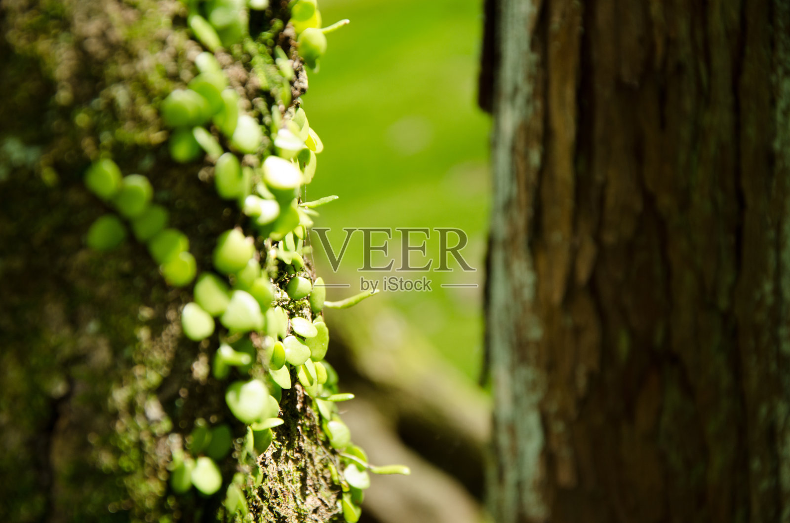 莫斯照片摄影图片