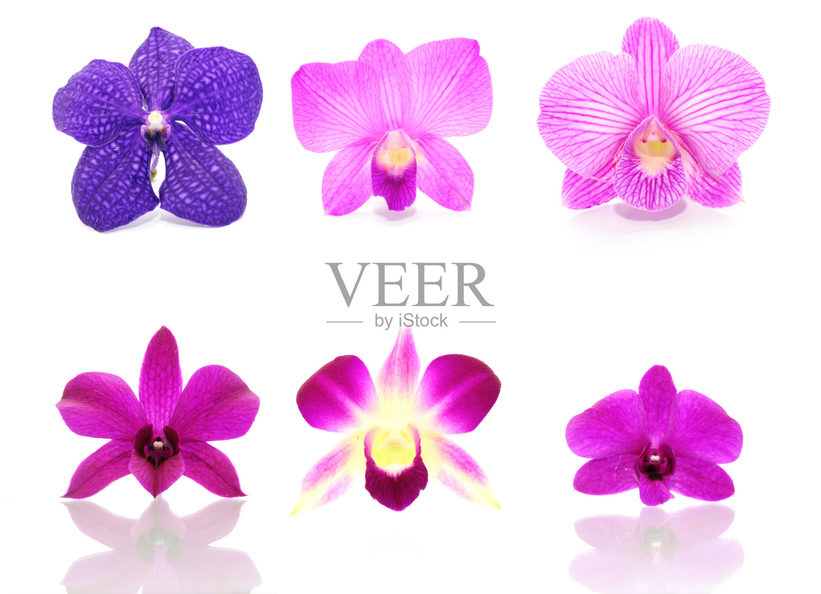 收集孤立的兰花花白色照片摄影图片