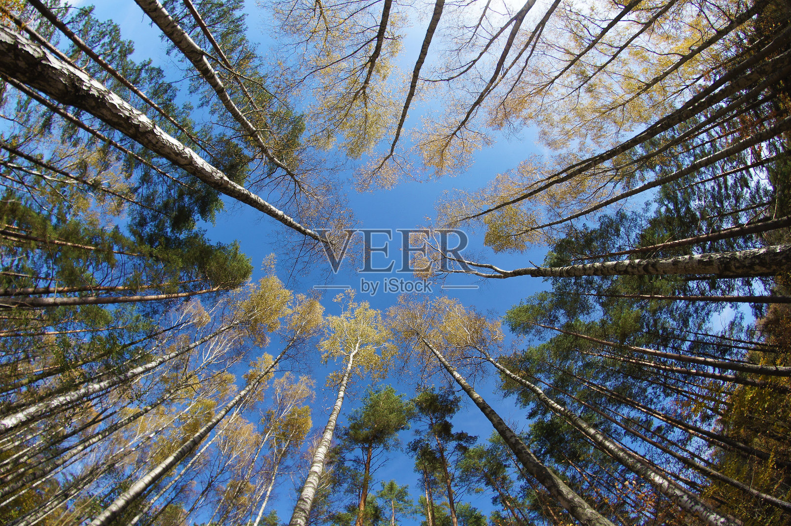 秋天的森林-桦树从下面照片摄影图片