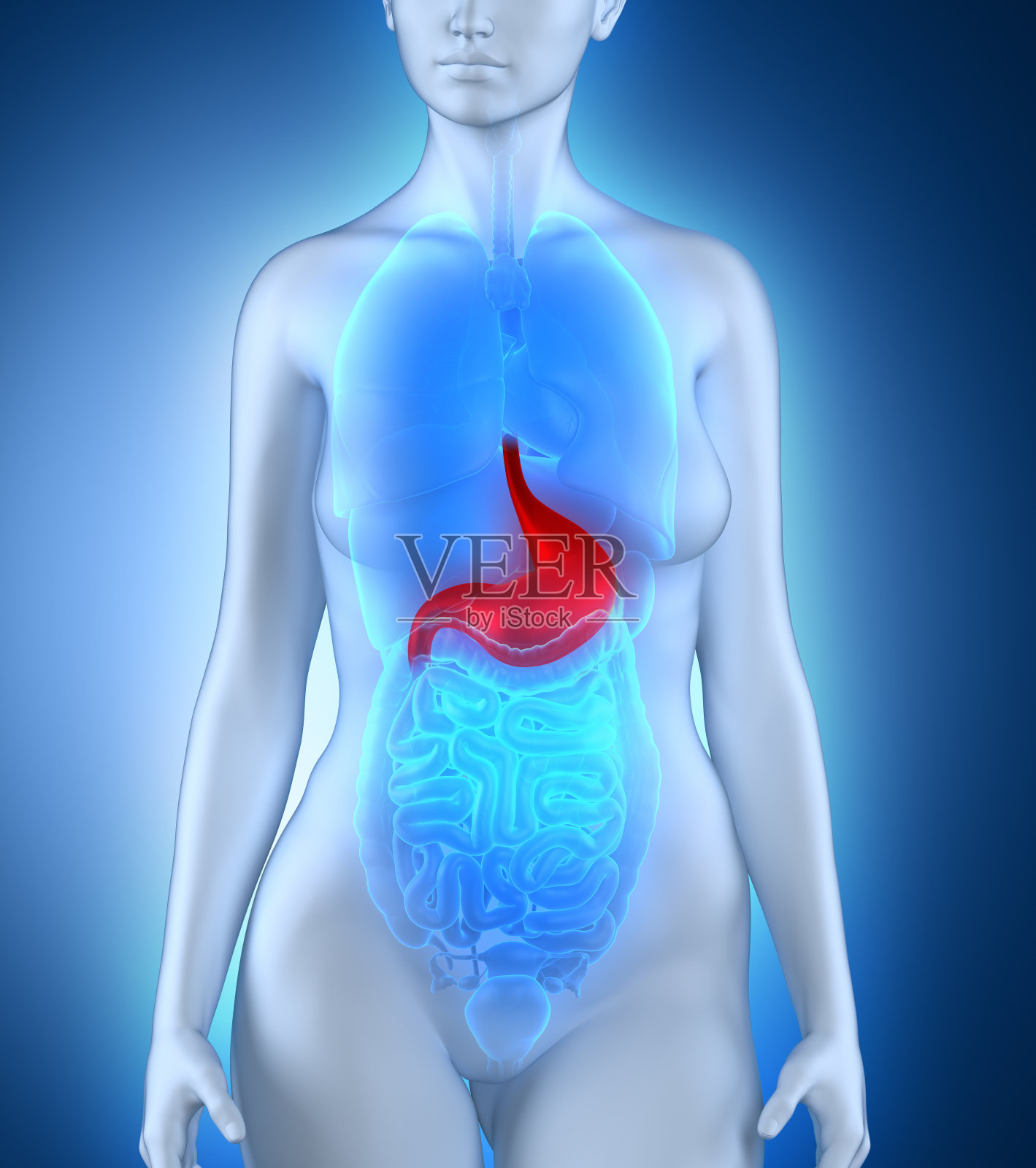 女性腹部解剖结构照片摄影图片