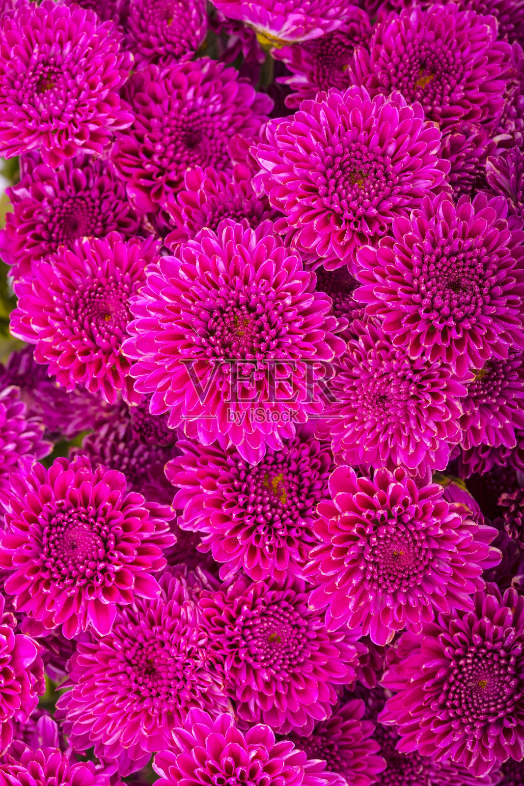 菊花照片摄影图片