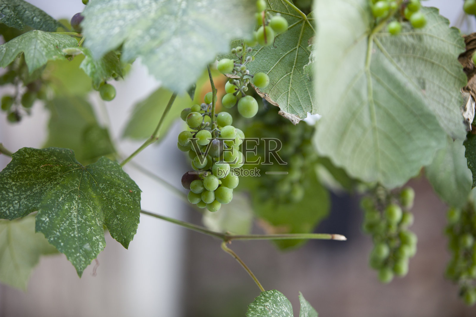 生葡萄照片摄影图片