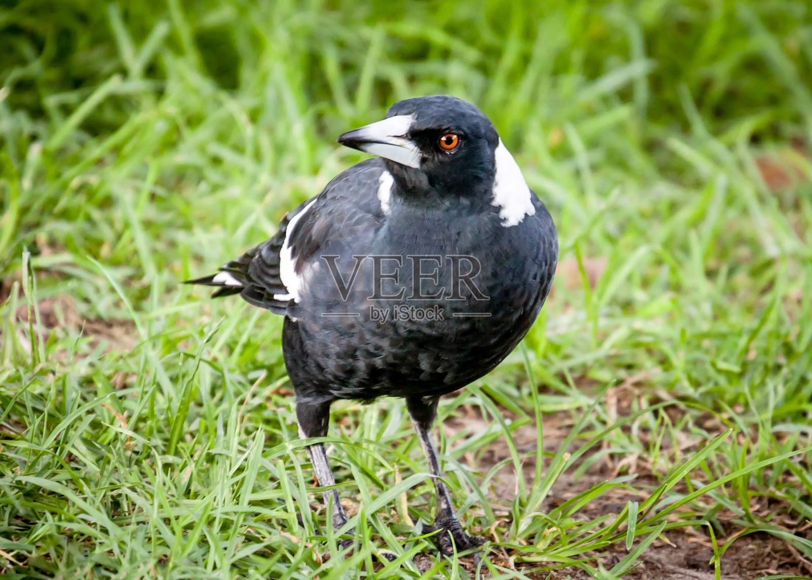 年轻的喜鹊走在绿草地上照片摄影图片