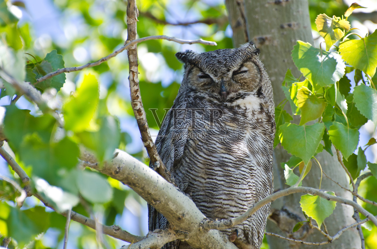 栖息在树上的大角猫头鹰照片摄影图片
