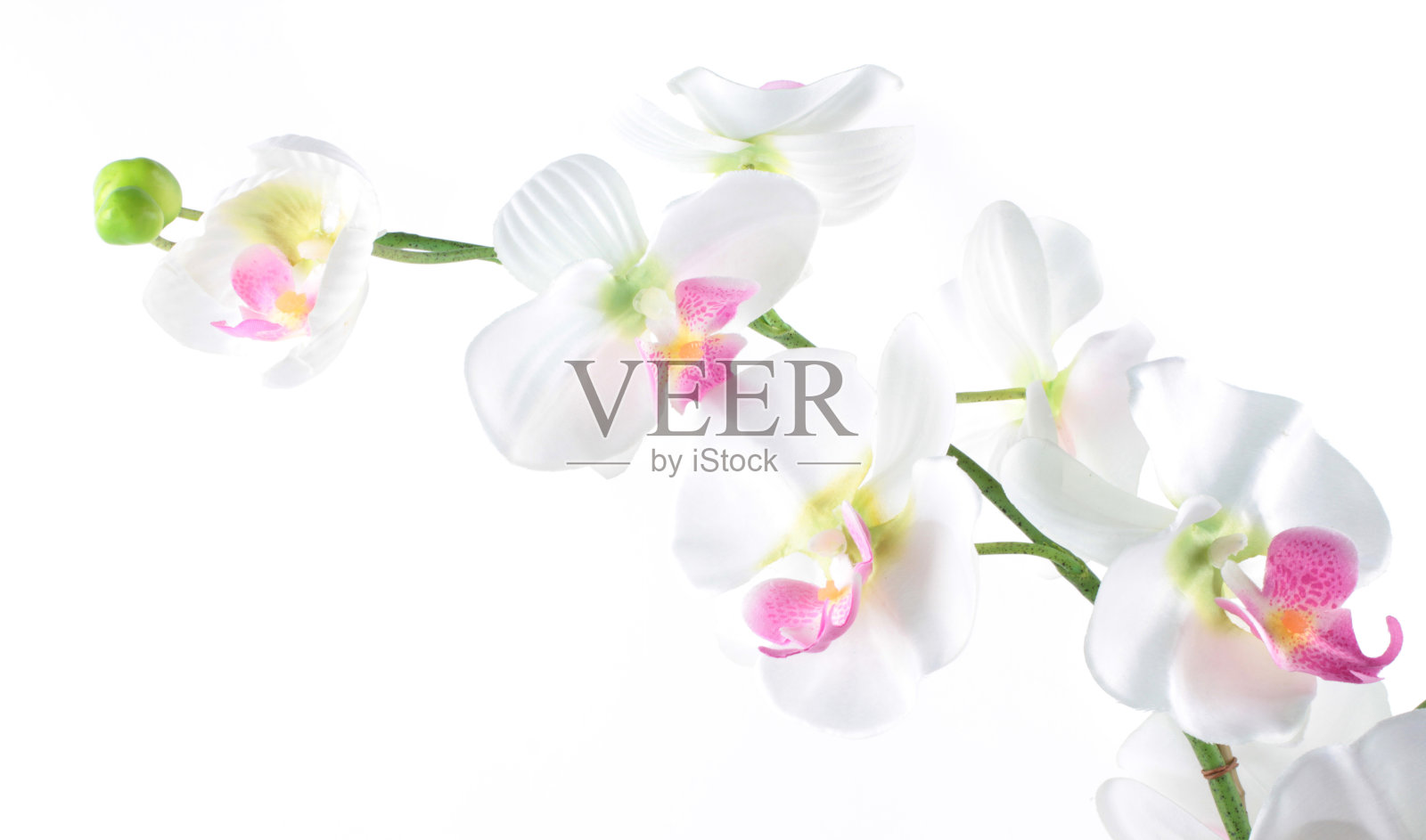 帕莱诺普西斯兰花照片摄影图片