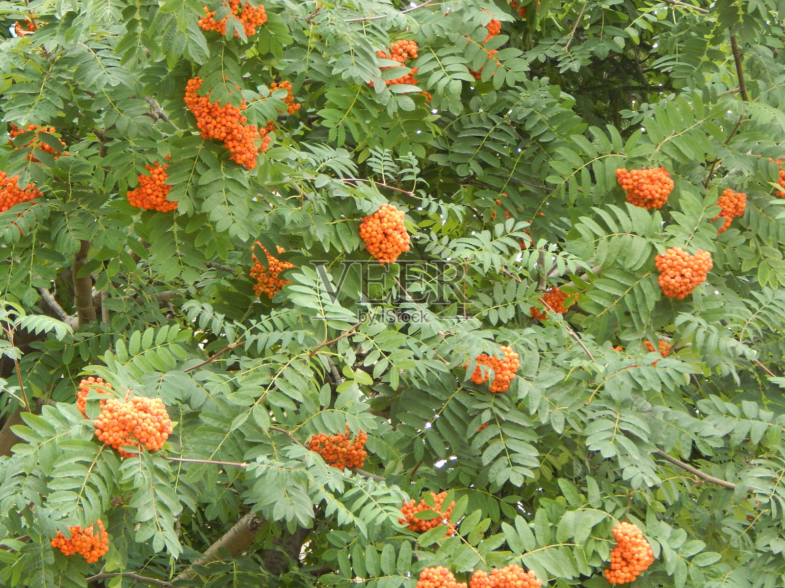 花楸的背景，花楸莓。照片摄影图片